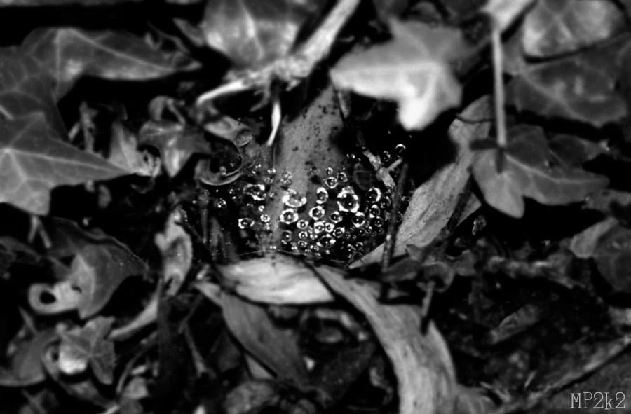 Macro black and white photograph of water droplets on dark leaves.