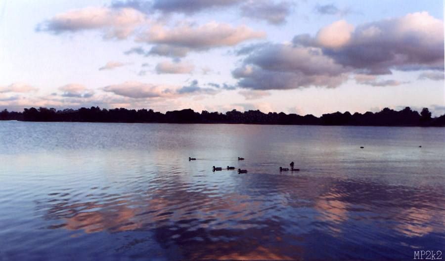 Ducks swimming on a calm lake at sunset with pink clouds reflected in the still water.