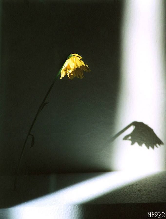 Yellow flower silhouetted against dark background with dramatic shadow.
