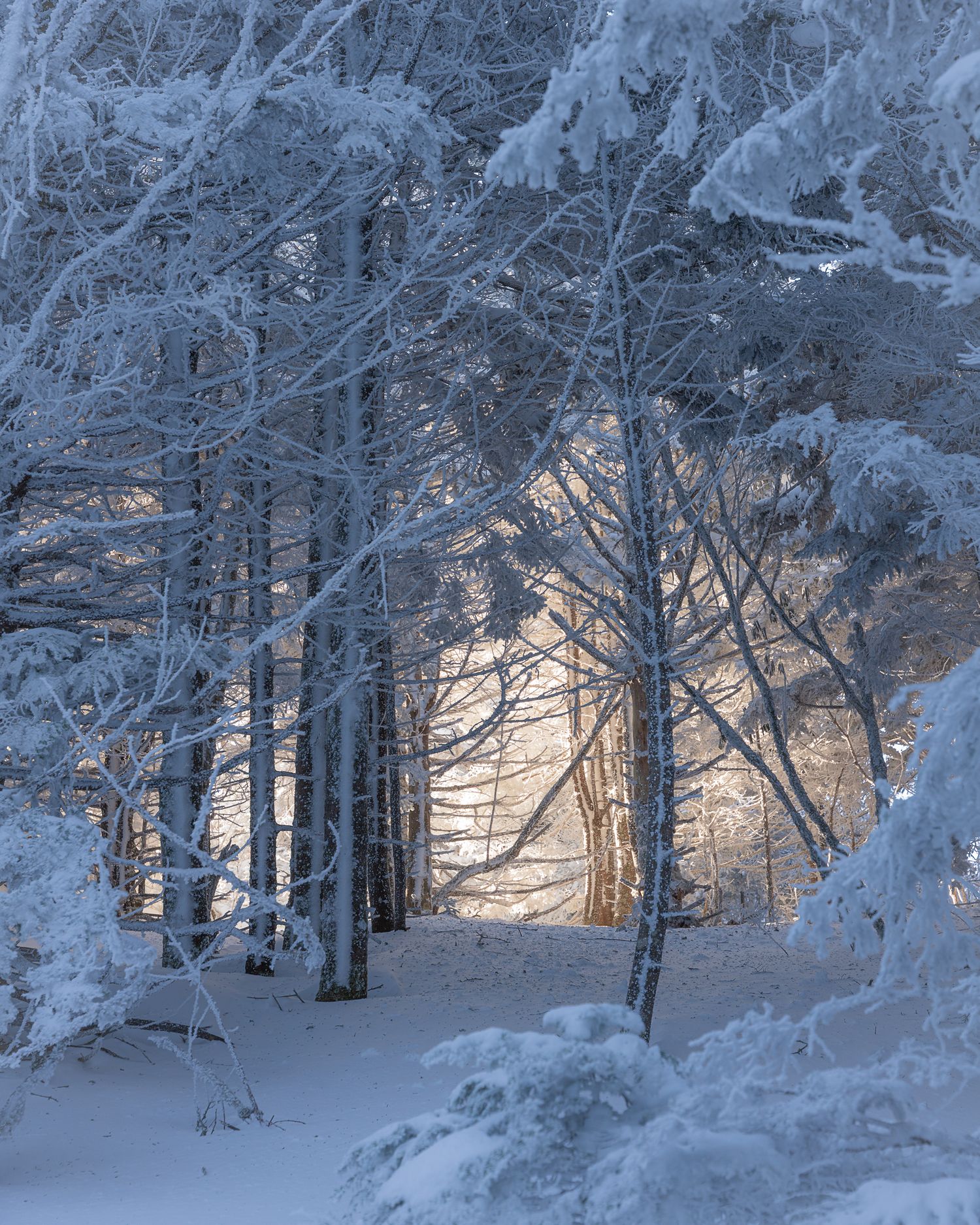 Snow-covered forest with frost-laden pine trees and soft winter light glowing through the trees on a serene day.