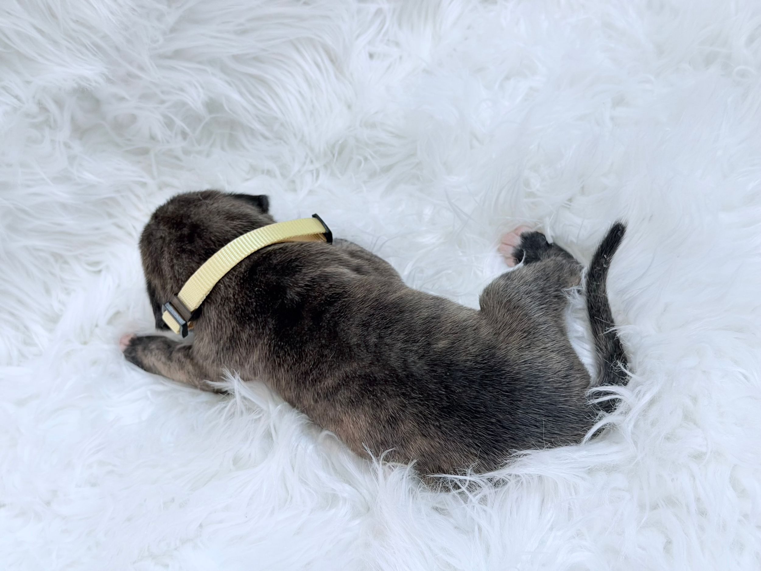 A tiny brindle puppy wearing a yellow collar lies on a fluffy white rug, viewed from above.