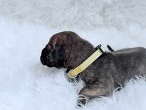 A young brindle puppy wearing a yellow collar rests on a fluffy white surface.