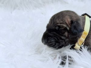 Tiny newborn brindle puppy resting on white fluffy surface with yellow collar.