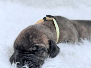 Newborn brindle puppy sleeping on white fluffy blanket wearing a yellow collar.