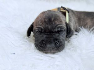 A tiny newborn puppy with dark brindle fur sleeps peacefully on a fluffy white blanket wearing a yellow collar.