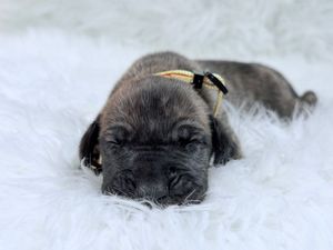 A tiny brindle puppy wearing a colorful collar sleeps peacefully on a soft white fluffy blanket.