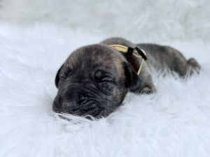 Newborn brindle puppy sleeping peacefully on a fluffy white blanket with a small yellow collar.
