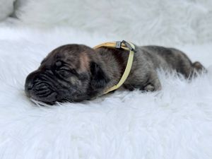 A tiny brindle French Bulldog puppy wearing a yellow harness rests on a fluffy white blanket.