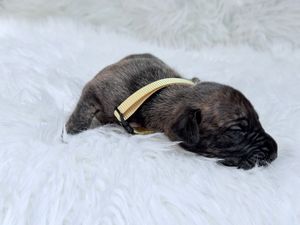 Newborn brindle puppy sleeping on white fluffy blanket wearing a small yellow collar.