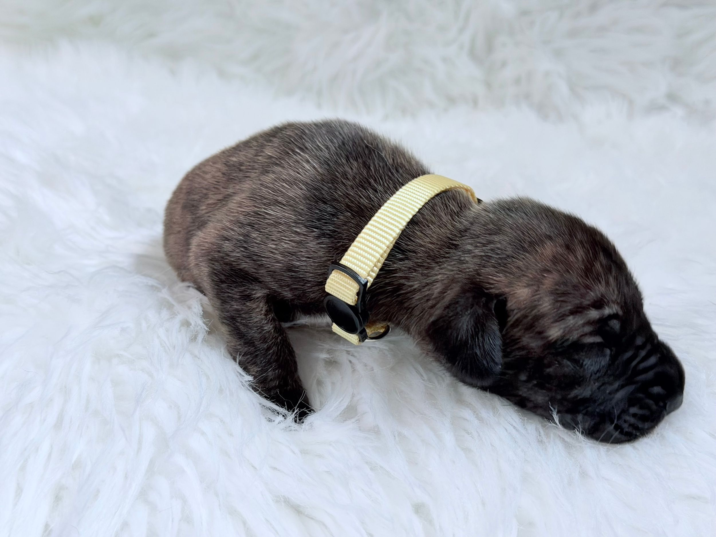 Newborn brindle puppy sleeping on white fluffy blanket wearing a yellow collar.
