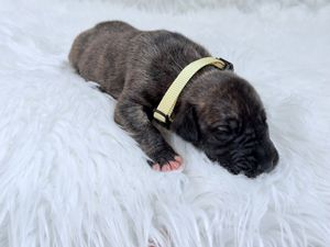 A tiny brindle puppy wearing a yellow collar sleeps peacefully on a fluffy white blanket.