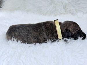 Newborn brindle puppy sleeping on a white fluffy blanket wearing a yellow collar.