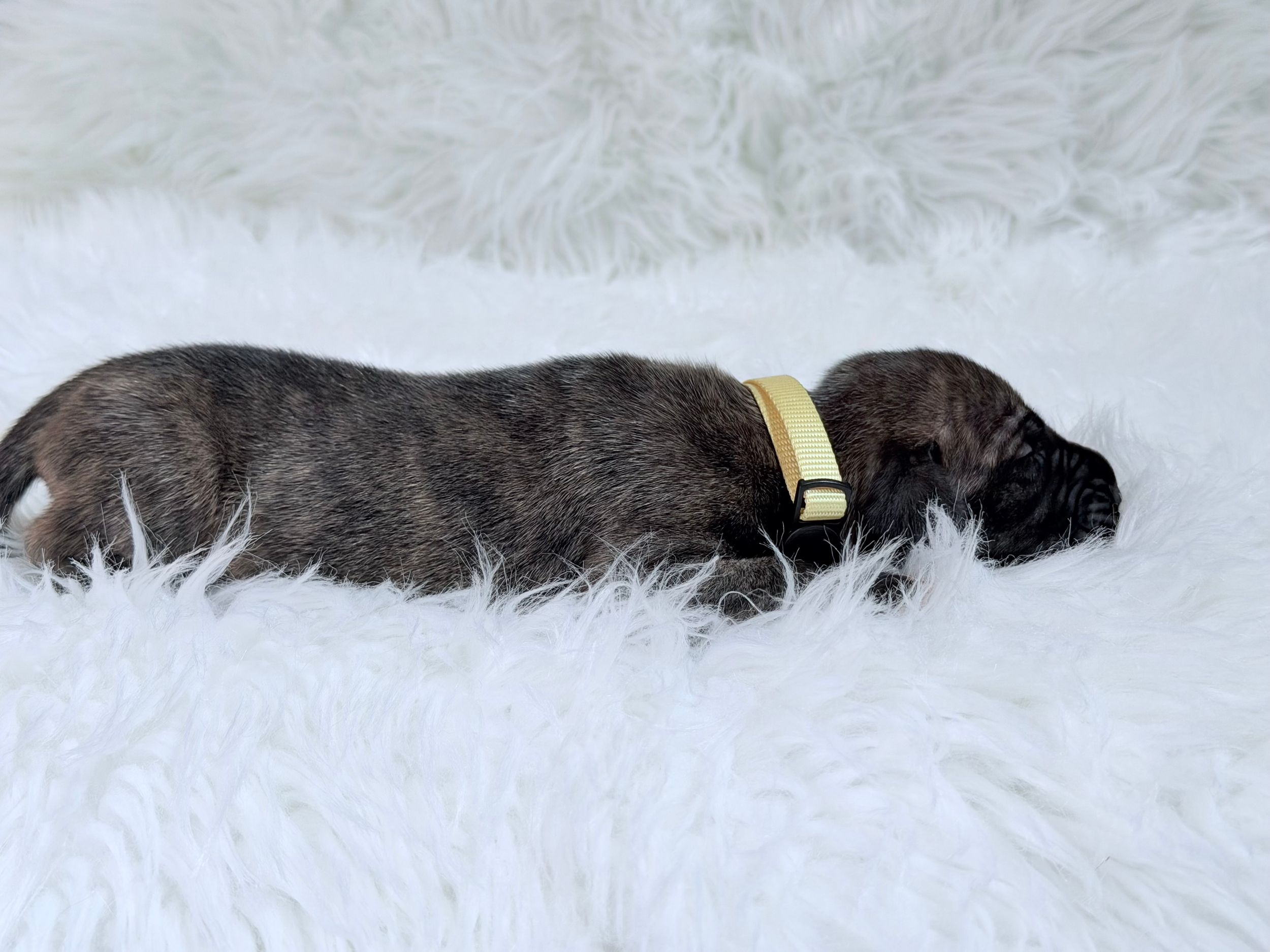 A tiny brindle newborn puppy wearing a yellow collar rests on a fluffy white fur blanket.