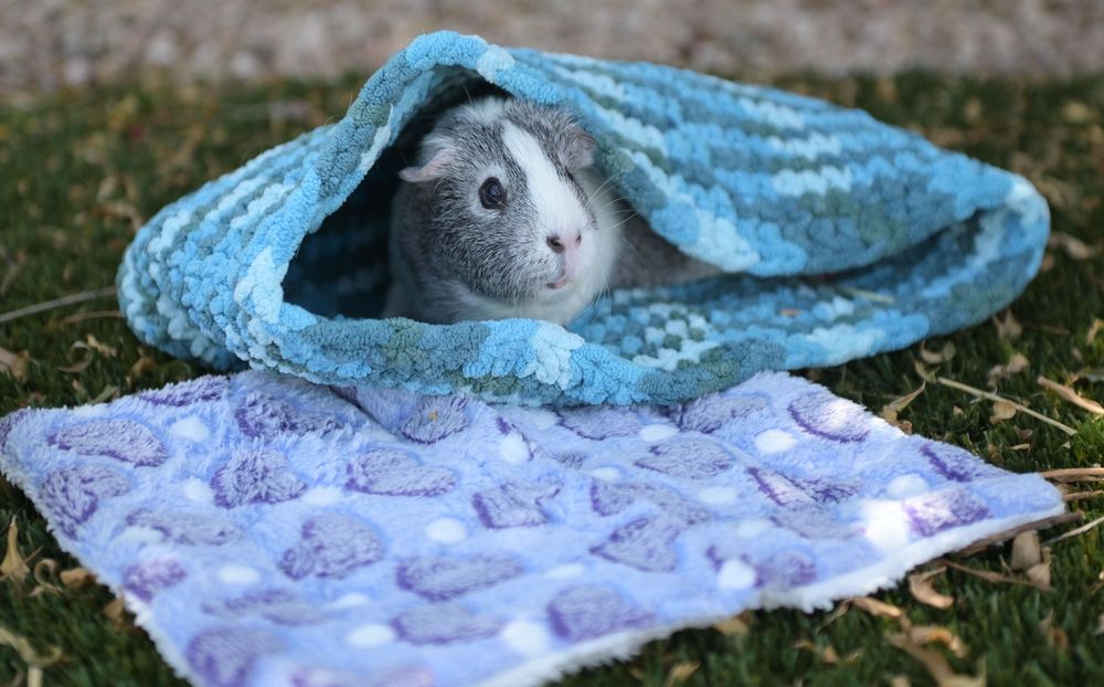 A cute guinea pig peeking out from a cozy blue knit blanket pouch on green grass next to a floral mat.