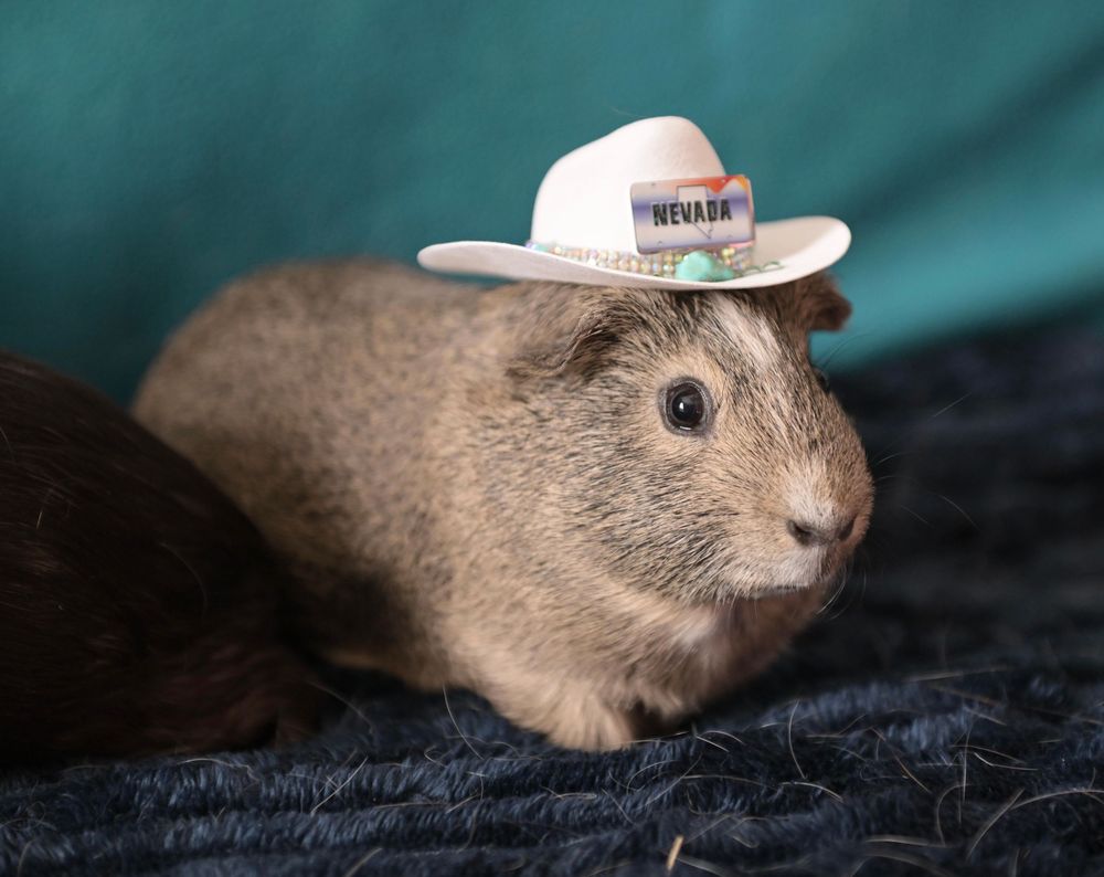 An adorable brown guinea pig wearing a tiny white Nevada souvenir cowboy hat.