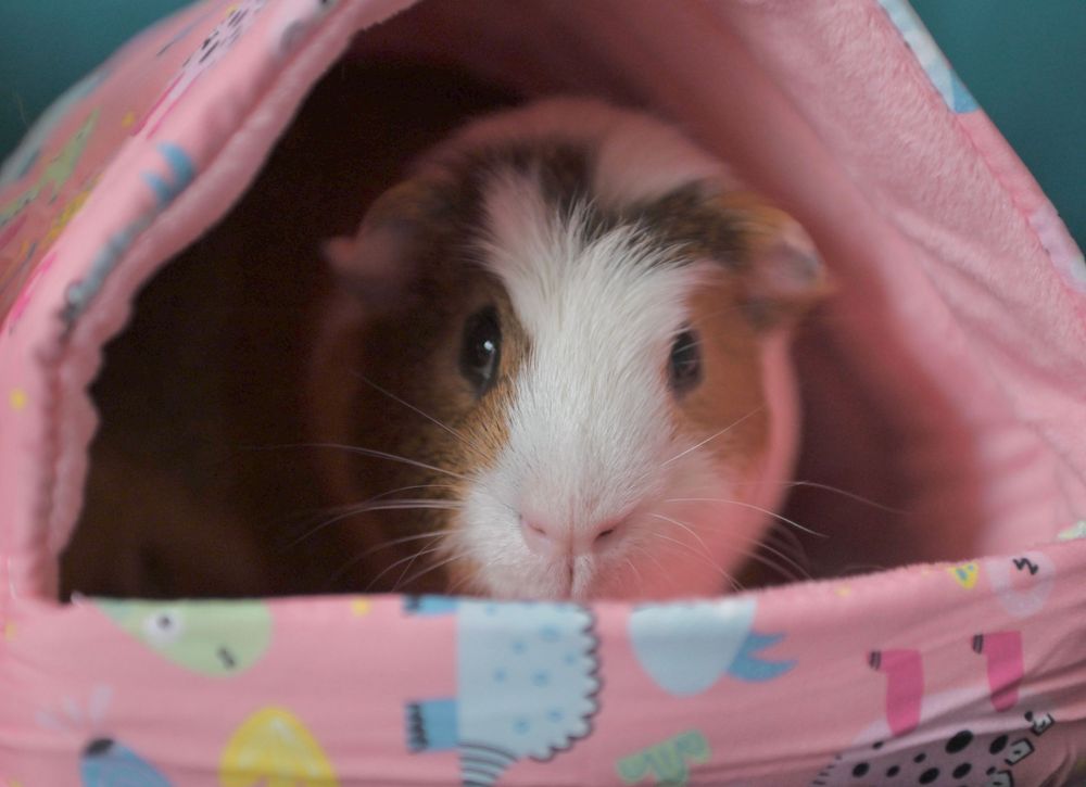 A brown and white guinea pig peeks out from a cozy pink fabric hideaway with colorful bird prints.