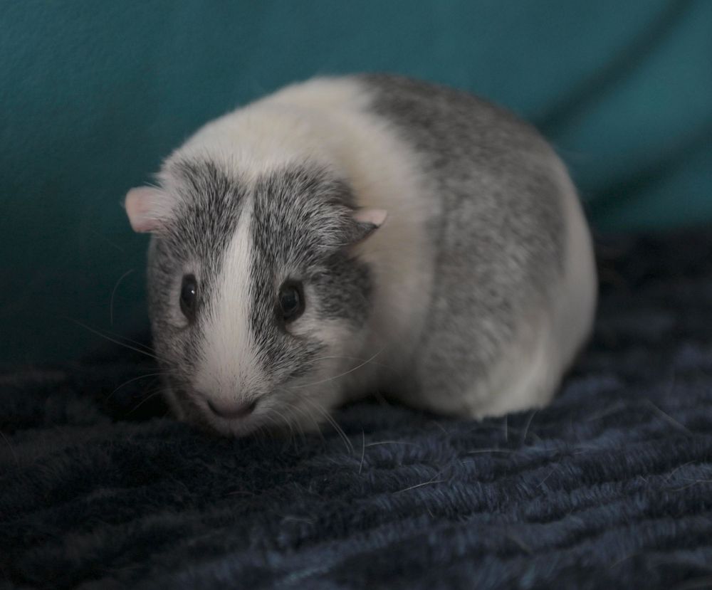 A gray and white guinea pig sits on a dark blue fleece blanket against a teal background.