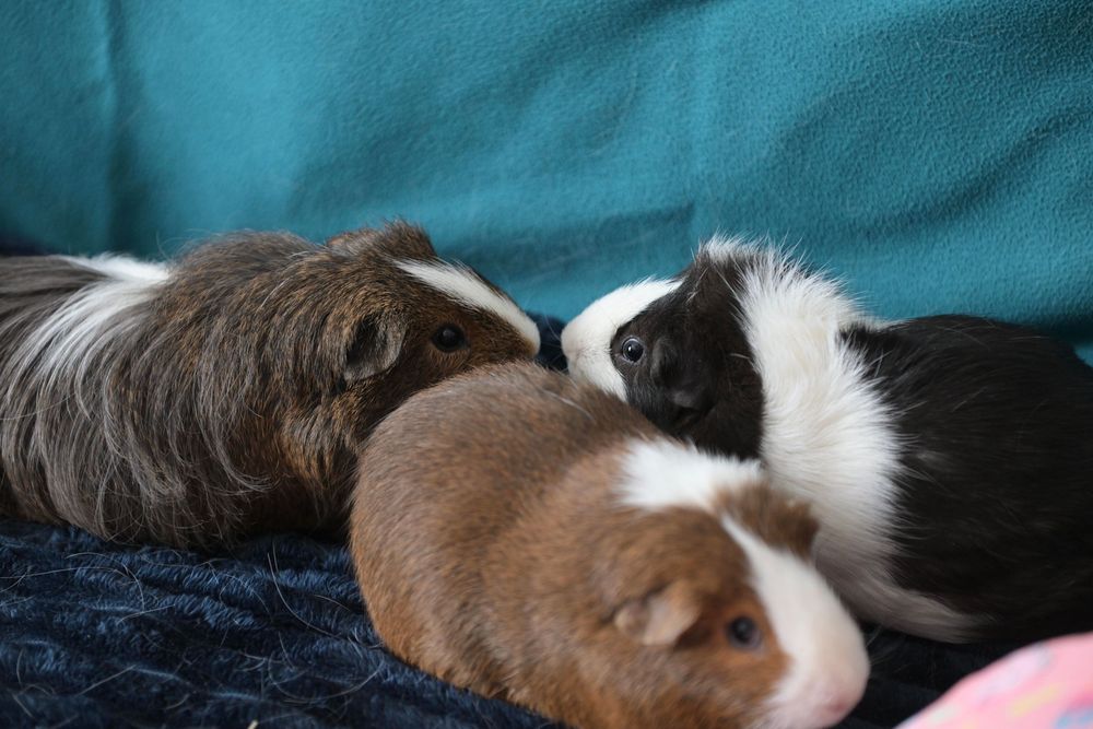 Three guinea pigs, brown, black and white, resting together on a blue blanket against a teal cushion.