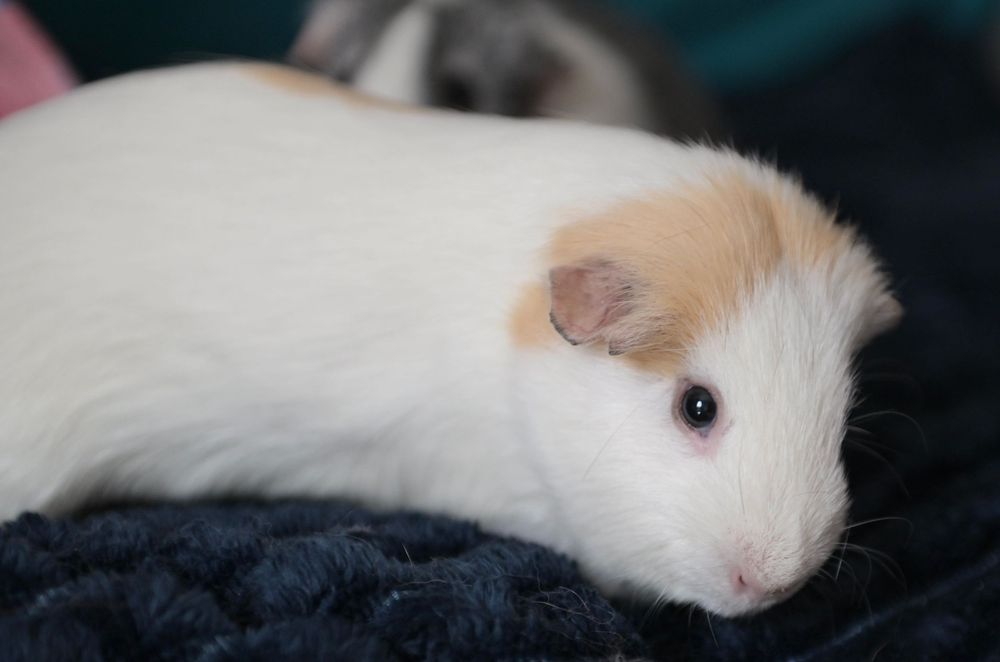White and tan guinea pig resting on a dark blue textured blanket, looking curiously at the camera.