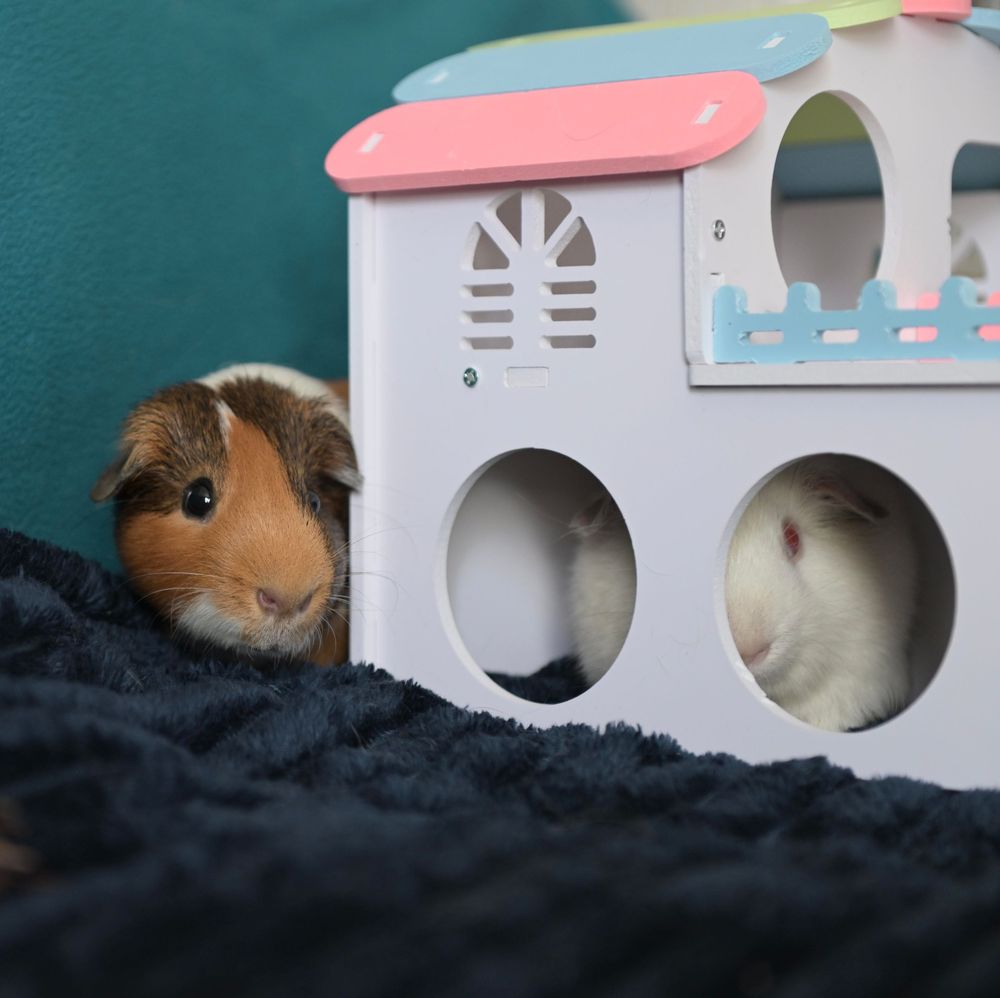 Two guinea pigs, one brown and one white, peeking out from a decorative white toy house on a dark blue blanket.