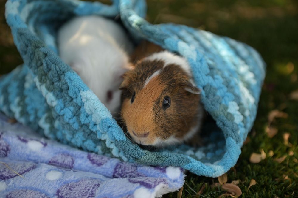 A cute guinea pig snuggled in a blue knitted blanket outdoors on green grass.