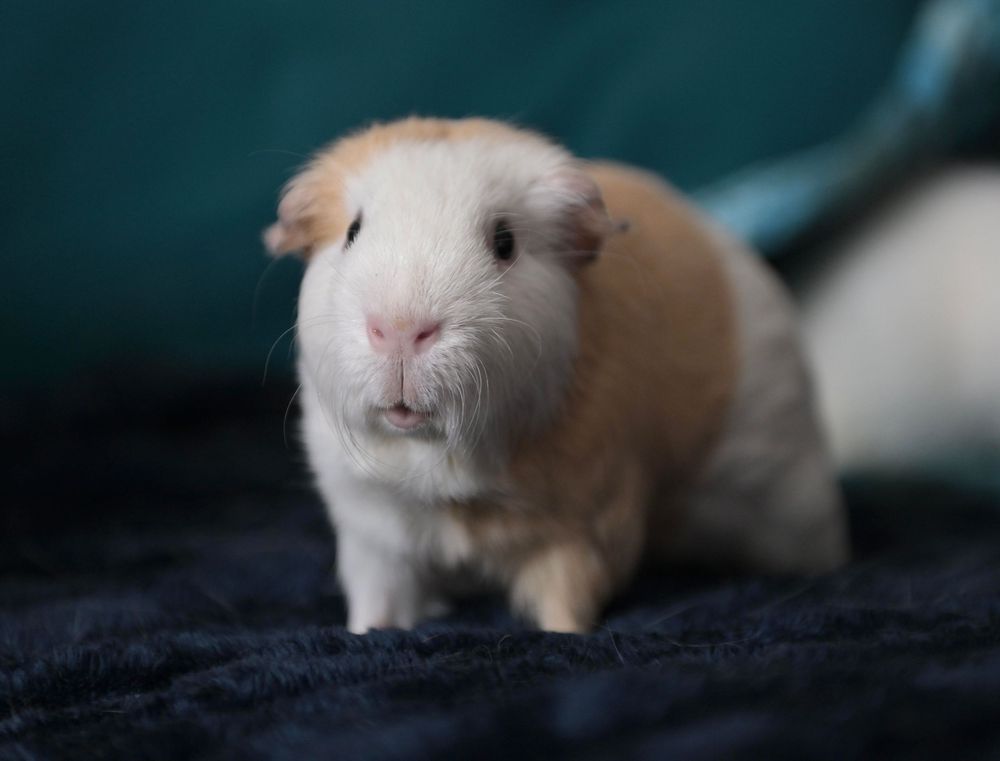 Cute orange and white guinea pig sitting on a dark blue blanket, looking directly at the camera.