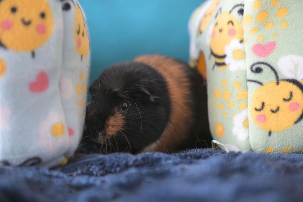 A black and brown guinea pig nestled between colorful bee-patterned fleece blankets on a blue surface.