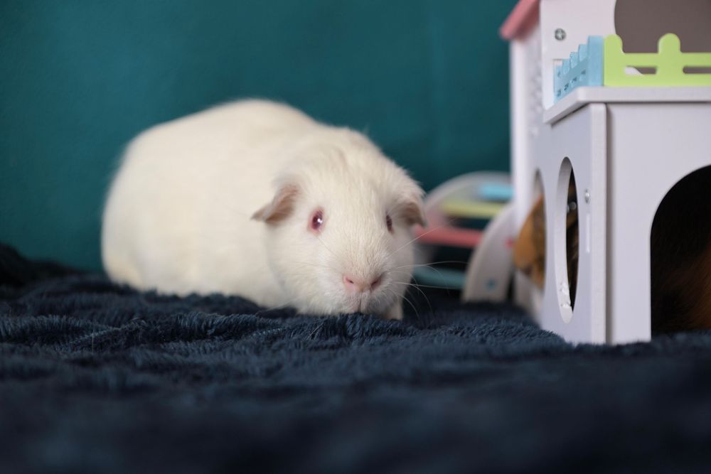 A fluffy white guinea pig with pink eyes sitting beside a small decorative toy house on a dark blanket.