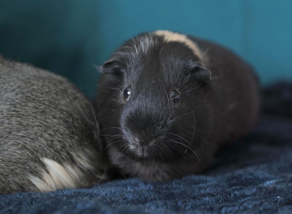 A small black and white guinea pig resting on a dark blue blanket against a teal background.