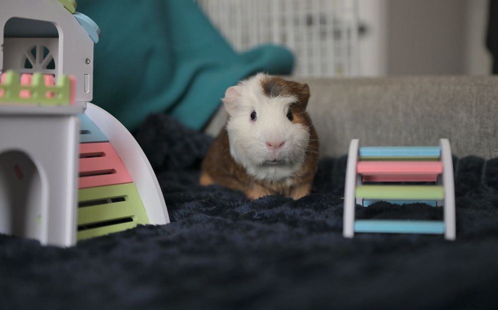 A brown and white guinea pig sits between colorful toy accessories on a dark blue blanket indoors.