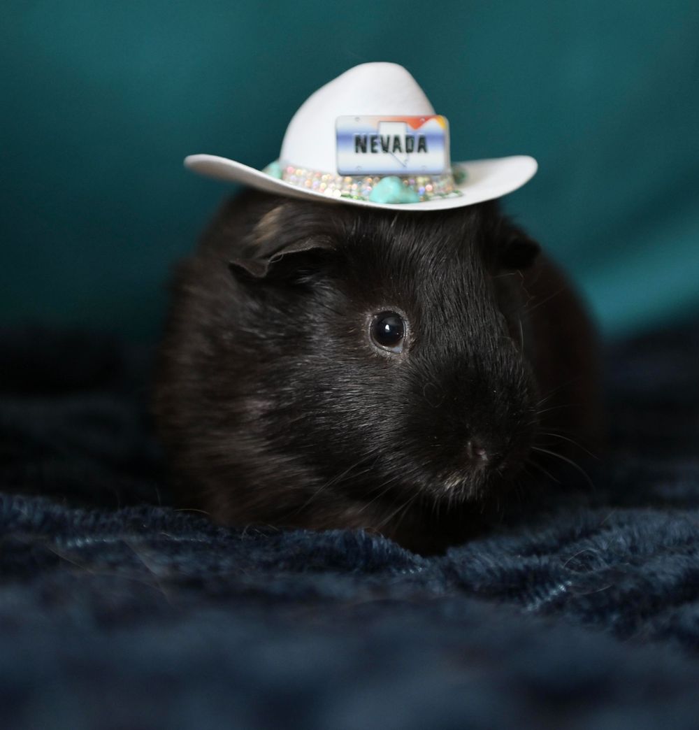 Black guinea pig wearing a tiny white Nevada souvenir cowboy hat, sitting on a dark blue blanket.