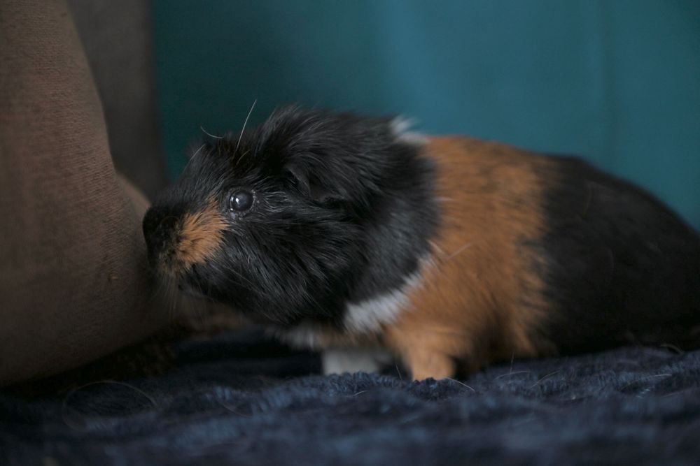 A fluffy tricolor guinea pig with black, brown, and white fur sitting on a dark blue textured blanket.