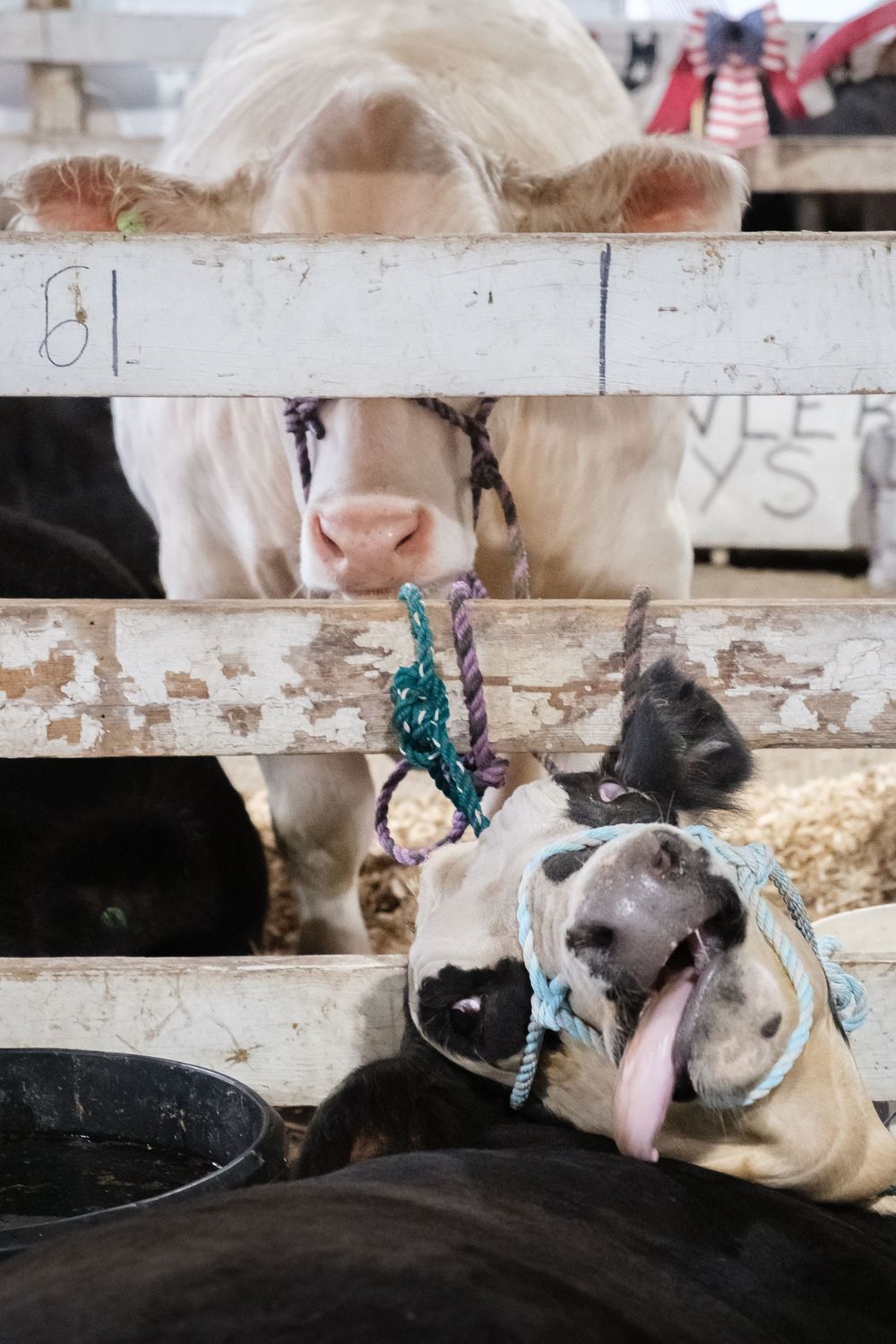 Scene from the Boone County Fair in Belvidere, IL captured by photographer David J. Manning on August 14, 2026.
