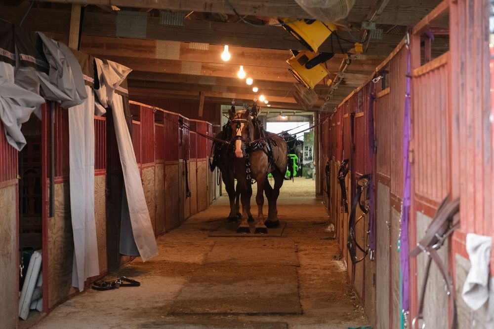 Scene from the Boone County Fair in Belvidere, IL captured by photographer David J. Manning on August 14, 2026.