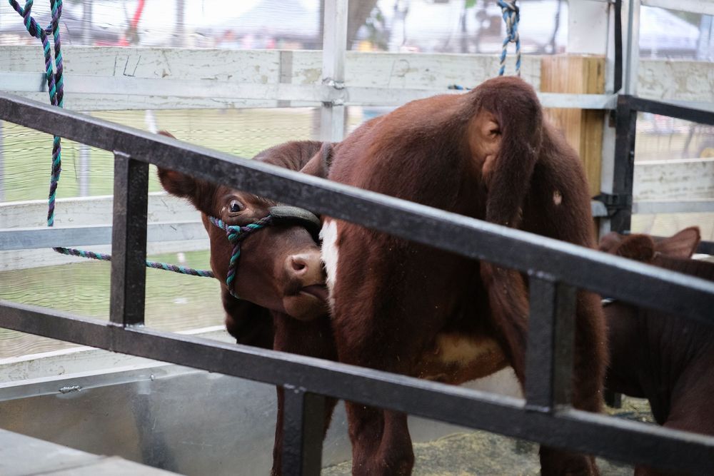 Scene from the Boone County Fair in Belvidere, IL captured by photographer David J. Manning on August 14, 2026.