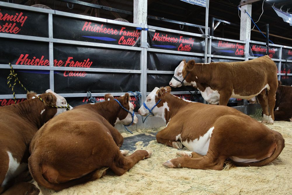 Scene from the Boone County Fair in Belvidere, IL captured by photographer David J. Manning on August 14, 2026.