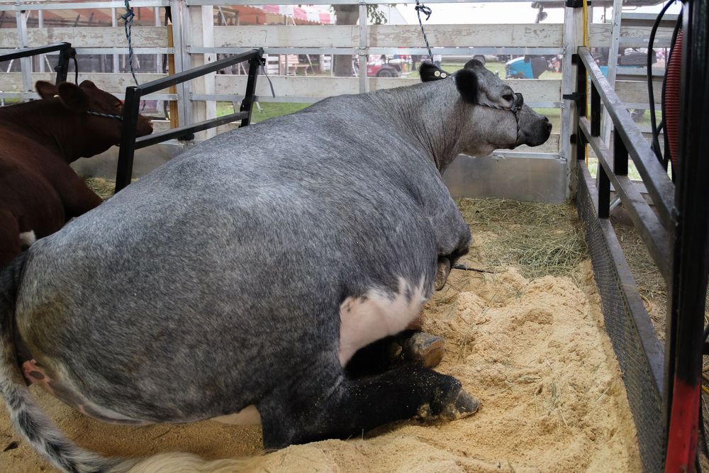 Scene from the Boone County Fair in Belvidere, IL captured by photographer David J. Manning on August 14, 2026.