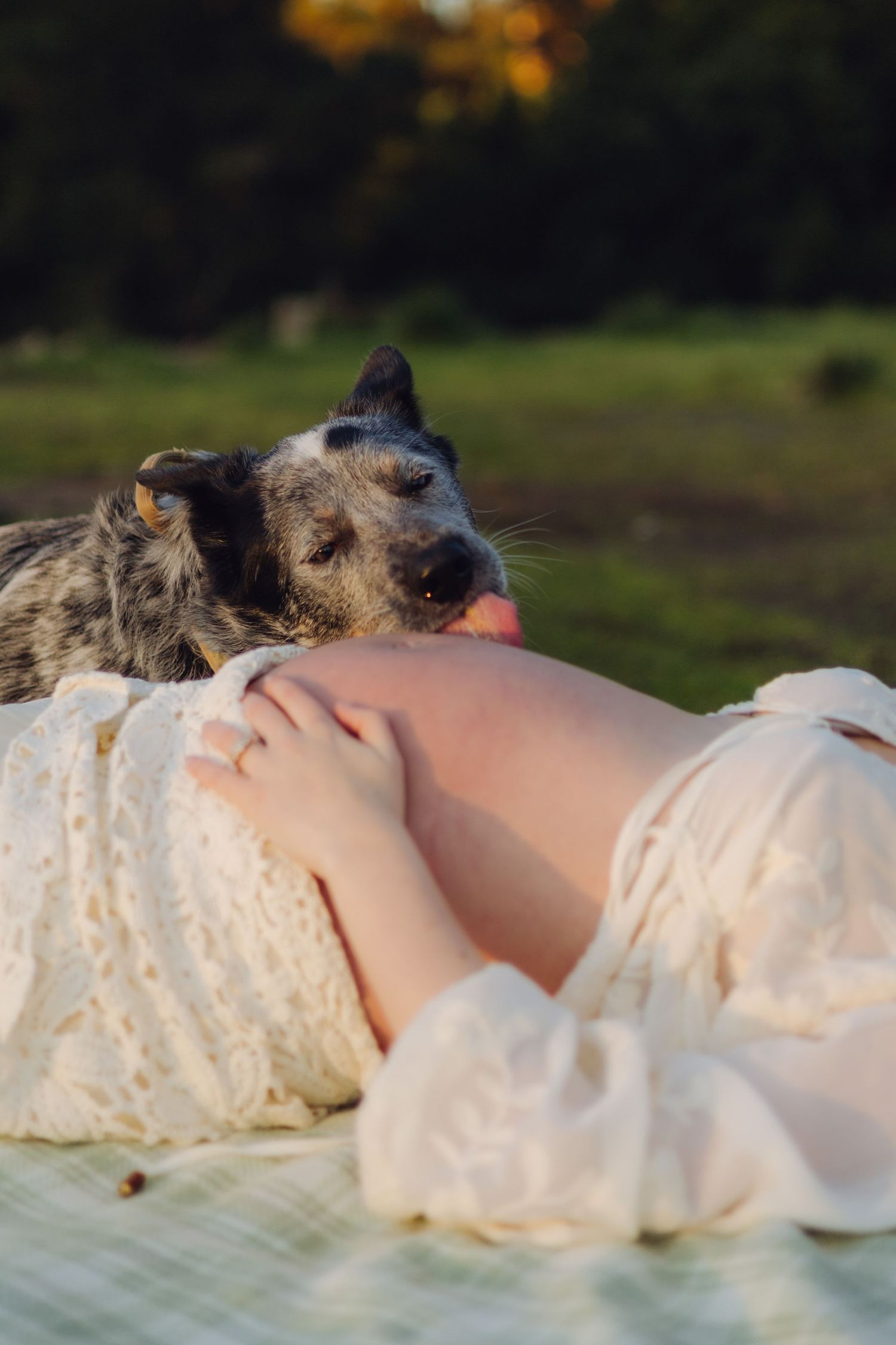 Dog nuzzling pregnant woman's belly as she lies on blanket outdoors in warm golden light.