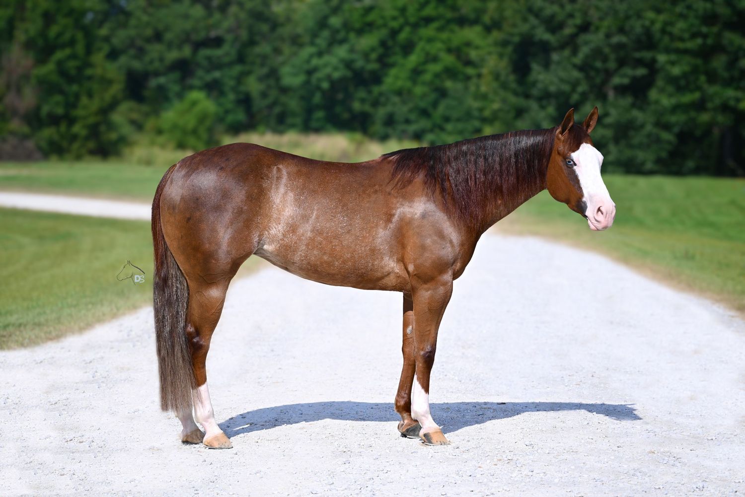 nrha, reining horse for sale, mare, bald face, aqha, sorrel horse