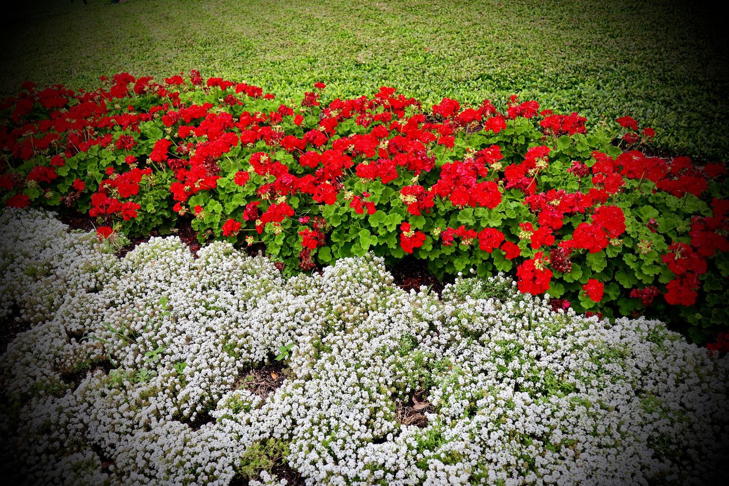 Vibrant red geraniums and delicate white alyssum flowers bloom in a lush garden bed with green grass background.
