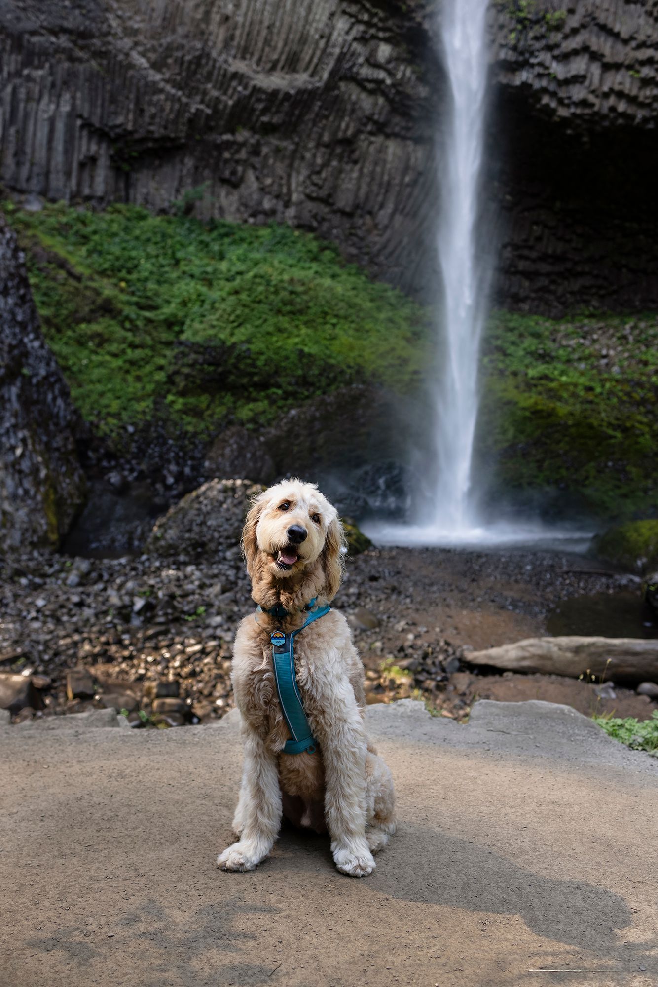 A fluffy golden doodle dog sits in front of a stunning waterfall with basalt columns in a lush green canyon.