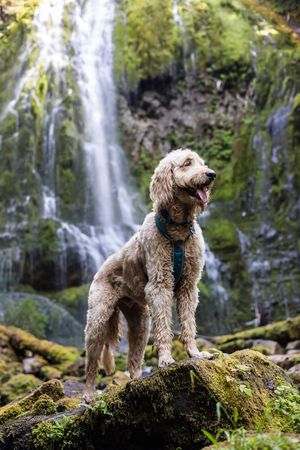 A wet Goldendoodle dog stands on a mossy rock in front of a lush green waterfall, mouth open and tongue out.
