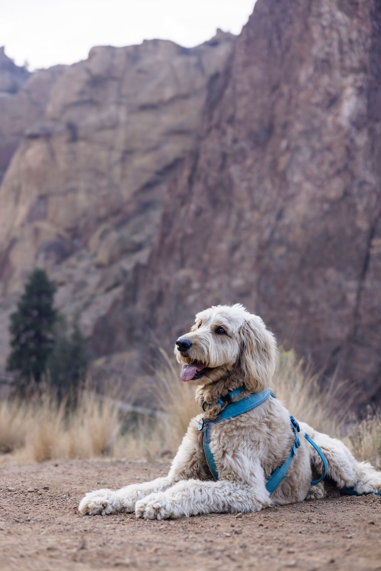 Fluffy white Goldendoodle dog wearing a blue harness resting on dirt trail with rocky mountain cliffs in background.