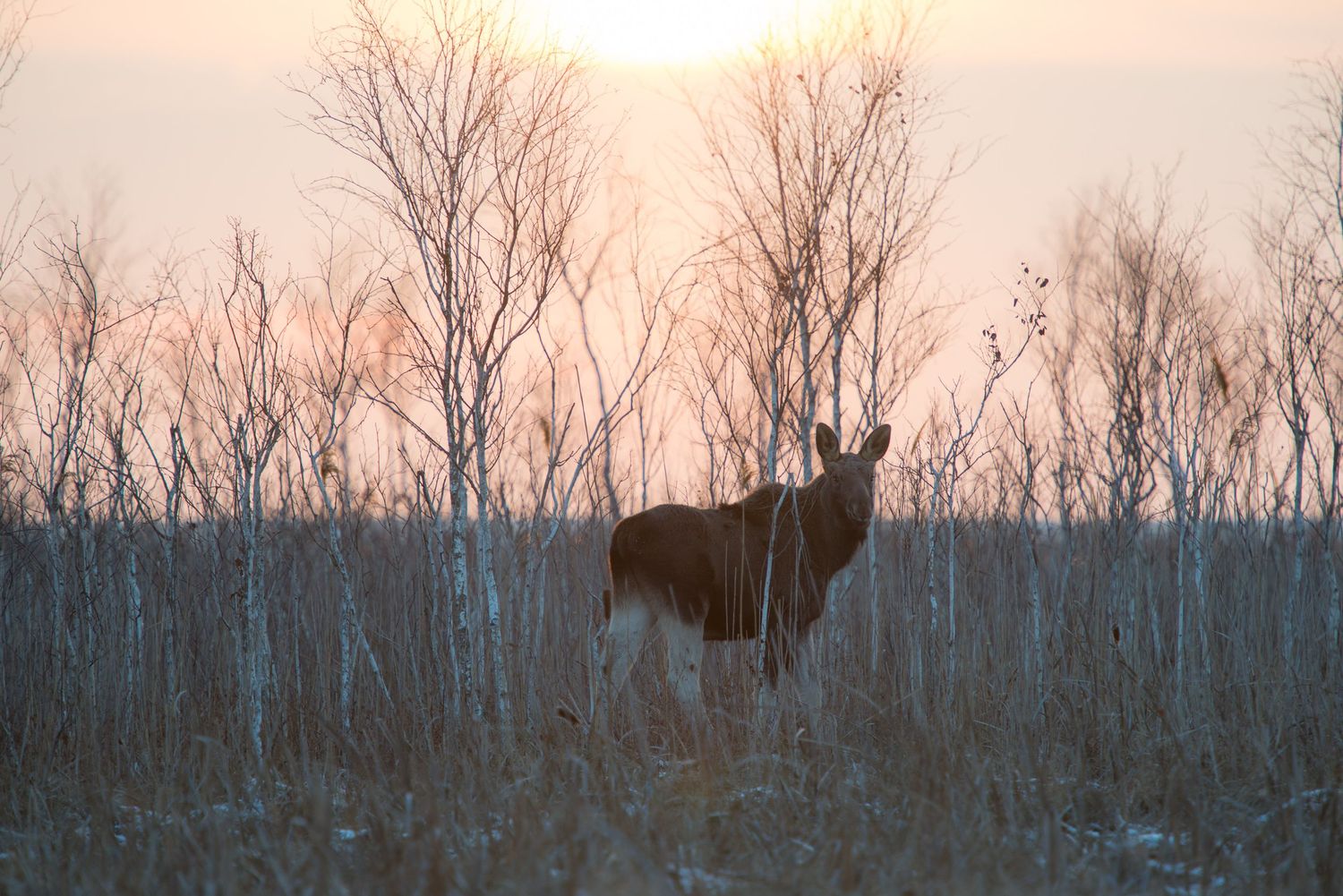 Alce in controluce al tramonto circondato da alberi spogli