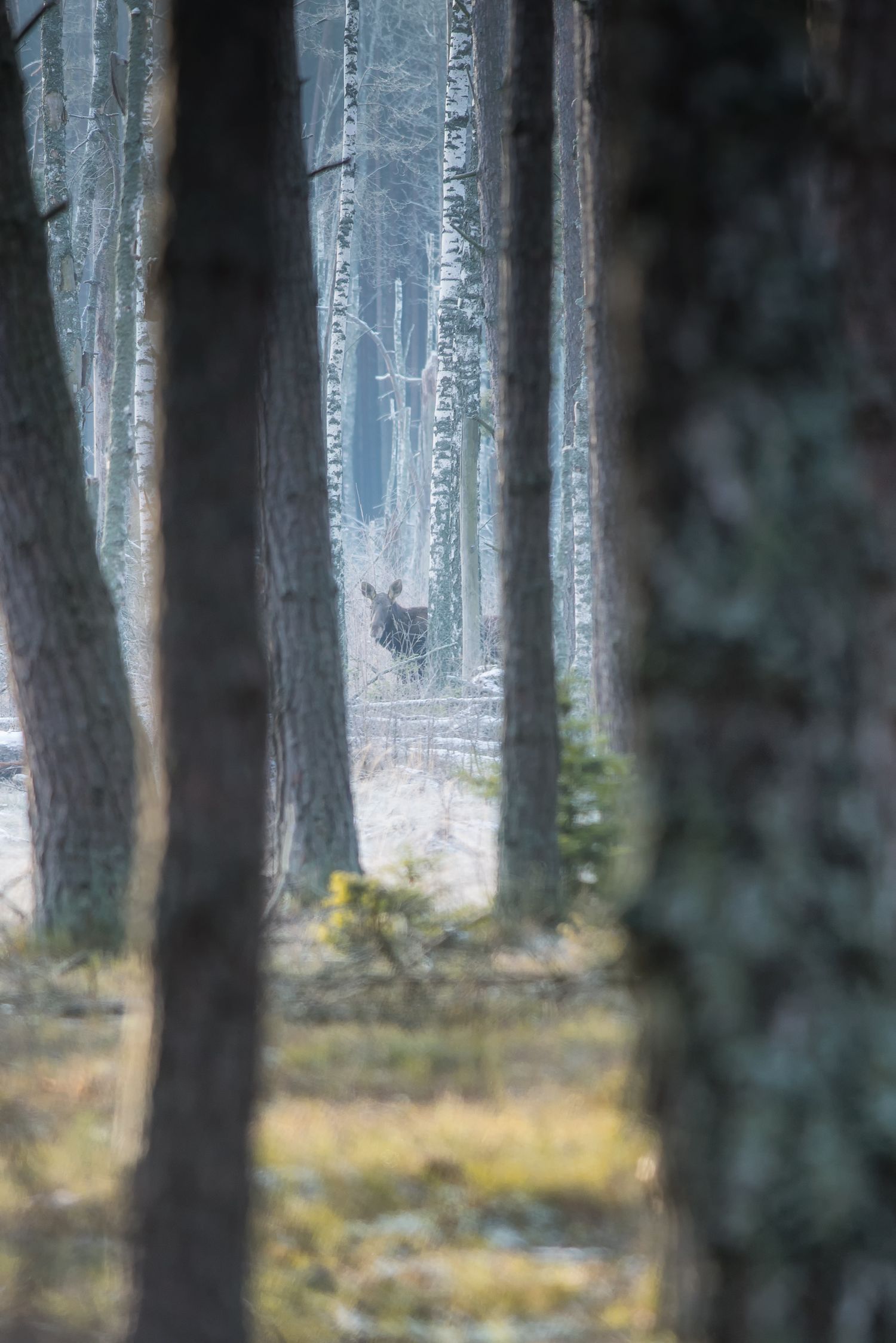 Alce intravisto tra i tronchi di una betulleta nella foresta polacca
