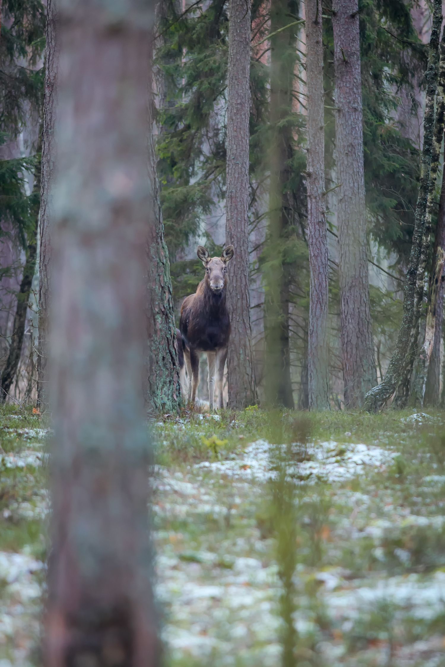 Alce in piedi tra i pini che osserva verso la fotocamera