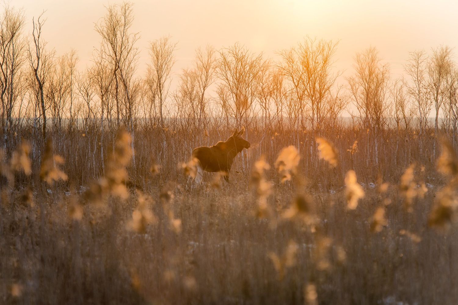 Alce in piedi nella brughiera illuminata dalla luce del tramonto