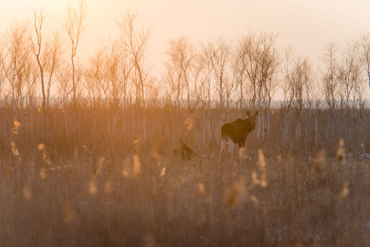 Due alci nella brughiera al tramonto tra gli arbusti spogli
