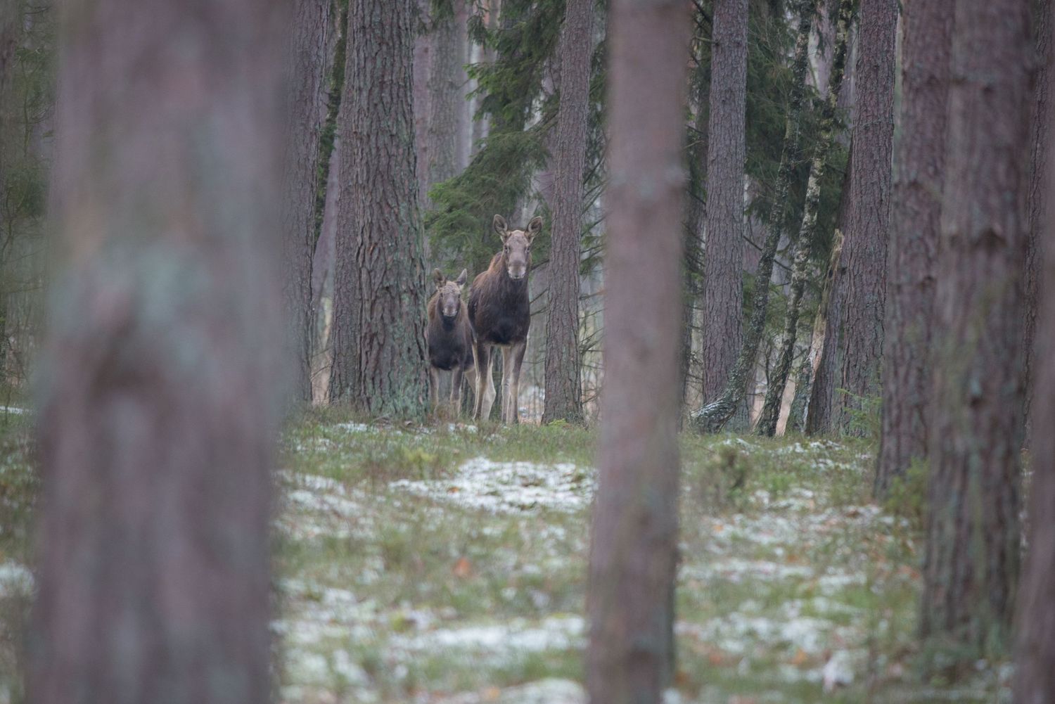 Due alci, madre e piccolo, osservano tra gli alberi del bosco