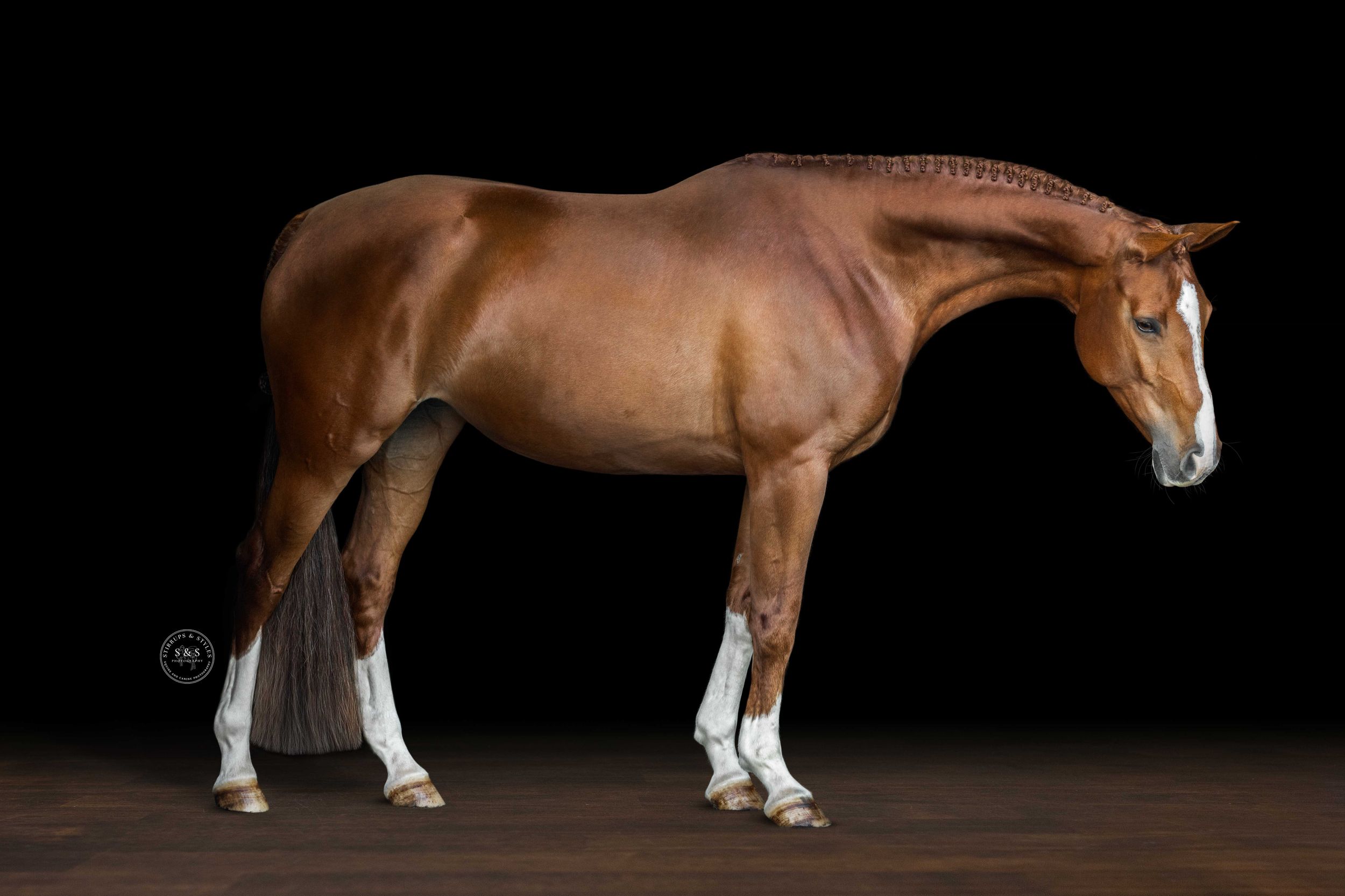 Chestnut horse with white markings standing elegantly against a dark black background in a professional studio portrait.